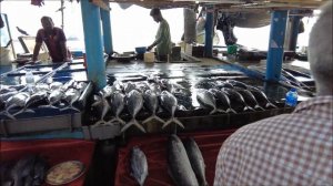 ШРИ-ЛАНКА 2023: УНАВАТУНА: РЫБНЫЙ РЫНОК ЧТО ПОЧЁМ?