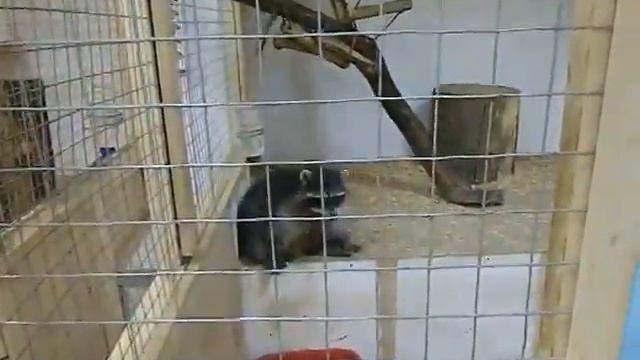 Енот в контактном зоопарке смотреть онлайн