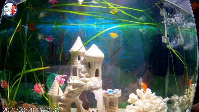 Онлайн аквариум, релакс музыка с аквариумными рыбками. Background music, aquarium. смотреть онлайн