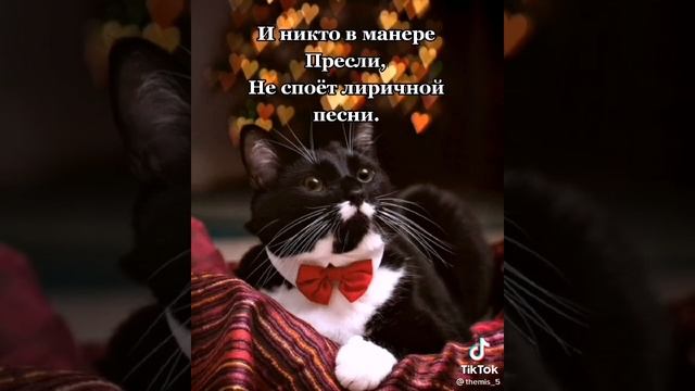 если в доме нет кота. стих.