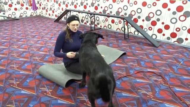 Контактный тренинг смотреть онлайн