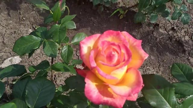 ВЫСШЕЕ ОБЩЕСТВО (High Society), Interplant HT Нидерланды, 2005 г. Чайно-гибридные (Hybrid Tea) смотреть онлайн