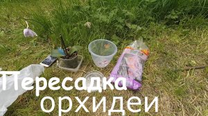 Пересаживаем орхидею || Дела огородные || Жизнь в деревне 2020 год