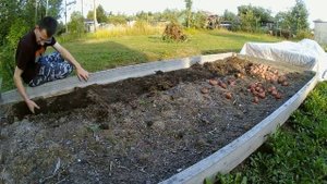 Картофель Ред Скарлет I Сбор Урожая