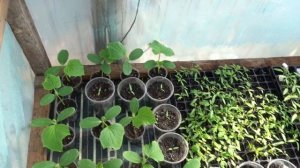 КАК ВЫРАСТИТЬ КРЕПКУЮ ЗДОРОВУЮ РАССАДУ ТОМАТОВ