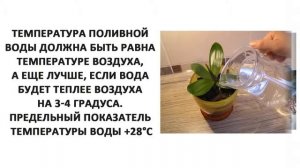 Как правильно ухаживать за орхидеей