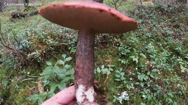 ГРИБЫ С ДРУГОЙ ПЛАНЕТЫ! НЕТРОНУТЫЙ ЛЕС С КРАСНЫМИ ПОДОСИНОВИКАМИ! ГРИБНОЙ РАЙ КАРЕЛИЯ! ГРИБЫ 2021 смотреть онлайн