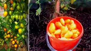 Сорт, который в конце лета приятно удивит!