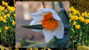 Winter Flower Bulbs: Tulips, Daffodils, Hyacinth, Freesia and Amaryllis