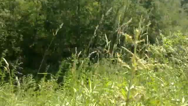 Пионерский лагерь Спутник Ярославль,лето 2014.(2) смотреть онлайн