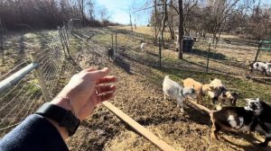 Licorice the goat is acting weird! Putting up fence part 2 - infinity!