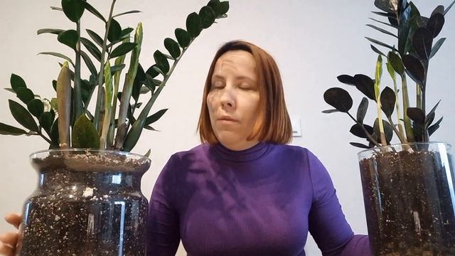 КОГДА? КАК? ПОЛИВАТЬ замиокулькас. ФАКТОРЫ, влияющие на полив.