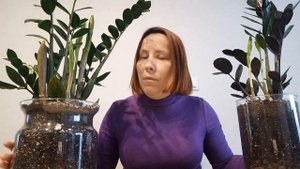 КОГДА? КАК? ПОЛИВАТЬ замиокулькас. ФАКТОРЫ, влияющие на полив.