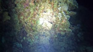 терновый венец