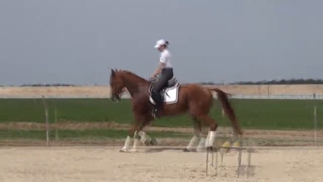 Кобыла вестфальской породы 2009 г р , Friedensritter Weltmeyer рысь смотреть онлайн