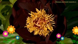 Пион молочноцветковый Чоколит Соулдже. Краткий обзор, описание paeonia lactiflora Chocolate Soldier