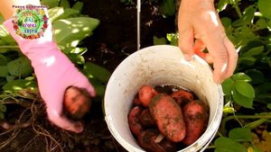 А что в земле под кустом раннего картофеля? Копаем молодой картофель Эволюшн. Урожайность радует