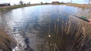 Весенняя рыбалка на пруду! Разнообразие рыбы радует!