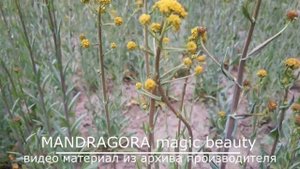 Настоящая Усьма и как ее вырастить
