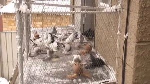 Tauben / Pigeon / Северокавказские бойные голуби (Сергей Макеев , Караганда, Казахстан )