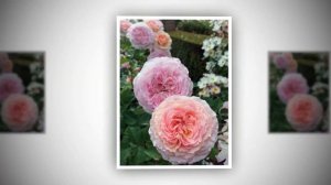 James Galway Rose