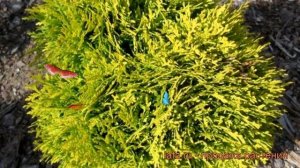 Туя западная Мириам (thuja occidentalis mirjam) ? туя Мириам обзор: как сажать саженцы туи Мириам