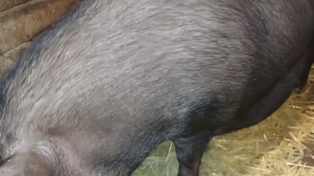 взвесил мальков)) даже котята крупнее)) смотреть онлайн