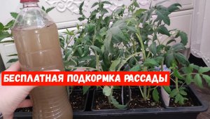 ВСЕГДА ТАК КОРМЛЮ РАССАДУ И ПОЛУЧАЮ БОГАТЫЙ УРОЖАЙ! ОБЯЗАТЕЛЬНАЯ ПОДКОРМКА НА БЕСПЛАТНОЙ ОСНОВЕ