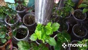 полив колеусов после обрезки, когда поливать и чем подкармливать.