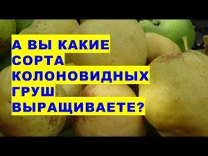 А Вы какие колоновидные груши выращиваете в своём саду? Галловый клещ чем победили? Ответы на вопрос