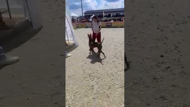 Тая тайский риджбек CACIB лучшая сука на выставке Мазовера 2021 смотреть онлайн