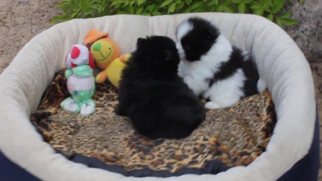 мальчики шпица, август 2019 смотреть онлайн