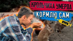 КАК ВЫКОРМИТЬ КРОЛЬЧАТ БЕЗ КРОЛЬЧИХИ/КРОЛЬЧИХА УМЕРЛА