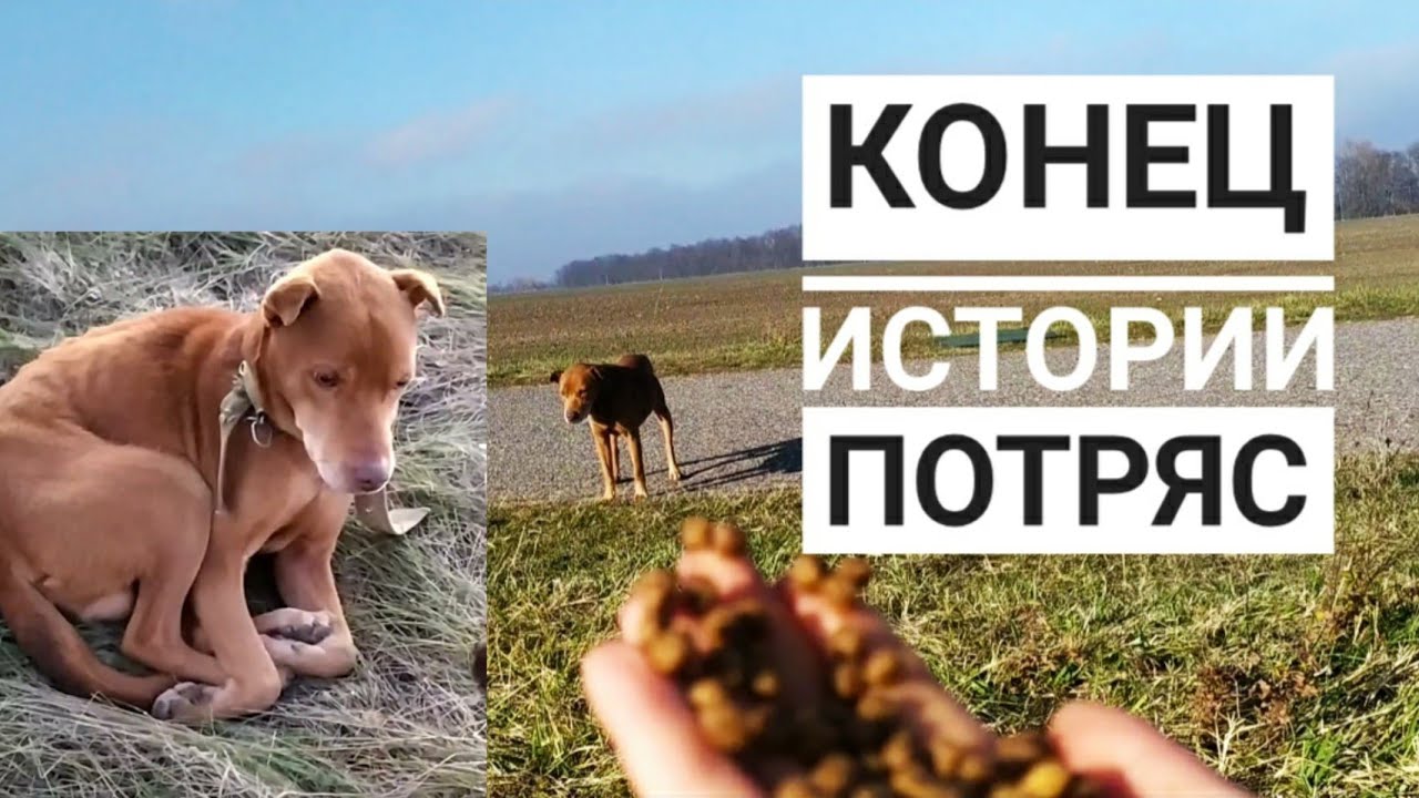 Последнее видео истощенного пса. СМОТРЕТЬ ДО КОНЦА.mp4 смотреть онлайн