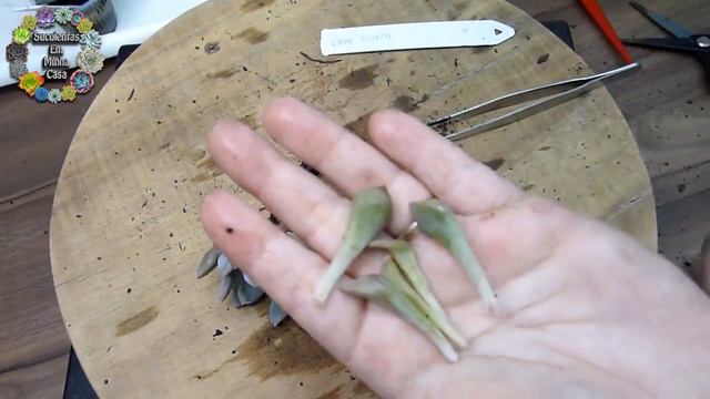 Plantando as Suculentas da Loja Suculove by juh - Caixinha da Felicidade Número 15 смотреть онлайн