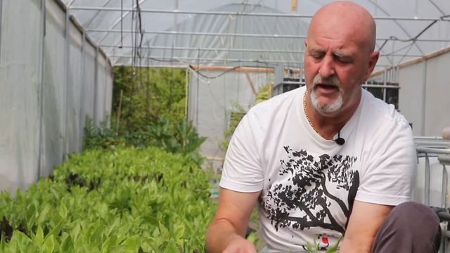 Джинура листья жизни выпуск 2 смотреть онлайн