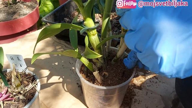 Presadjivanje orhideje u KOKOSOV TRESET -odlične osobine, lagan, rastresit, dobro upija vodu... смотреть онлайн
