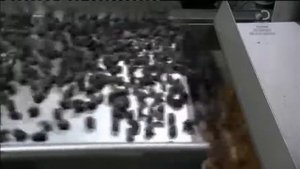 Чернослив как это сделано how this is done