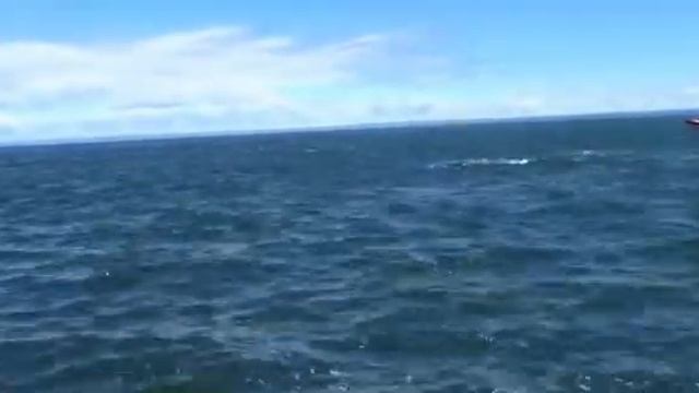 кит играет с лодкой, на которой плывут люди смотреть онлайн