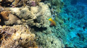 Риф SUNRISE Diamond Beach Resort -Grand Select- 5*