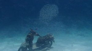 Дайвинг на Пхукете _ Diving in Phuket _ Мурена, Крылатка, Рыба камень, Медуза/опасные рыбы.