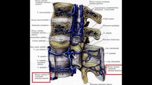 Позвоночные Венозные Сплетения   Кратко и Легко!