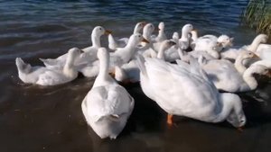 Купания гусей.