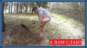 ЗАЛЕЗ В МУРАВЕЙНИК