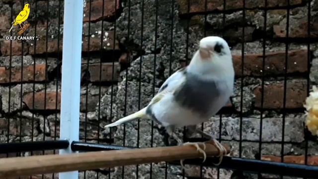 Belgie Canary Seduces All Canaries To Sing / Canary Singing For Training смотреть онлайн