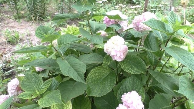 Борьба с Серьезным ХЛОРОЗОМ ГОРТЕНЗИИ. Мои цветы.