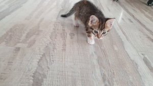 Маруся охотится! Котенок охотник и скалолаз! | Кошка Маруся - растём и набираемся опыта в игре.