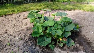 Тыква 14 июня 2023. Растим гиганта. Большие тыквы на участке. Часть 7