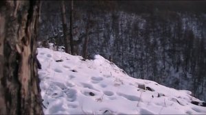 MOV00F.MOD  Изюбрь на отстое