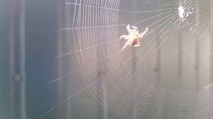 Как паук плетёт паутину